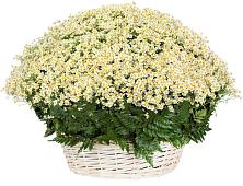 Цветочная композиция из Ромашки в корзине #REPLACE_PRED# Софьино